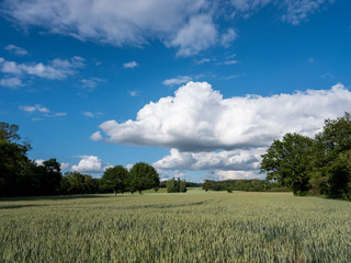 Obraz premium Paysage de campagne