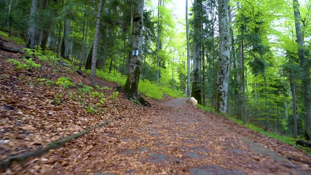 Dog of breed Labrador Retriever walking through forest. Steadicam gimbal shot. Brown blonde dog puppy runs in the mountain forest. A big puppy plays with wooden stick. Bring the wooden stick back. 