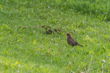 Little bird over a tree branch.Cute little bird