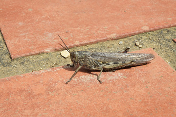 Criquet posé au sol
