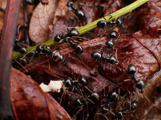 Black Ants In France Forest