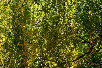 Herbstliche Blattlandschaft im Humboldthain (Berlin)