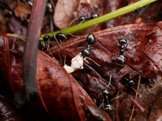 Black Ants In France Forest