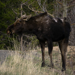 Young Bull Moose