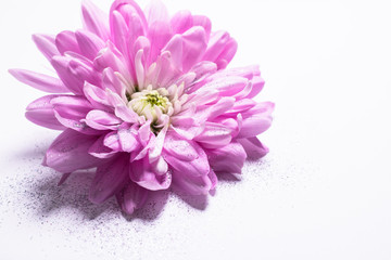Pinke Chrysantheme mit Glitzer