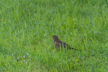 White crow bird on grass .Bird in the grass