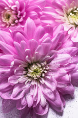 Pinke Chrysanthemen mit Glitzer