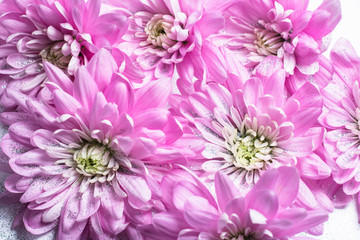 Pinke Chrysanthemen mit Glitzer