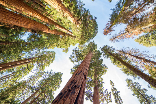 Sequoia National Park - Giant sequoias