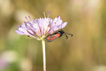Insecto em flor