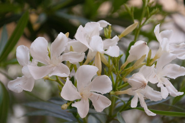 The white oleander in bloom and green leaves on branches 