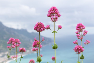 Ravello flowers