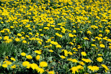 Background and texture of a field of yellow dandelion flowers. Focus on foreground, back to defocus.