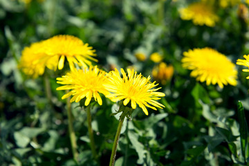 yellow dandelion flowers. 