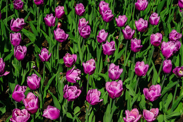 Natural bakground of spring blooming flowers. Field of purple tulips.