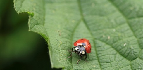 Marienkäfer auf dem Brennesselblatt