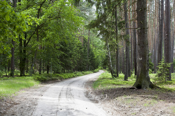 Fototapeta na wymiar leśna droga w wiosennym słońcu