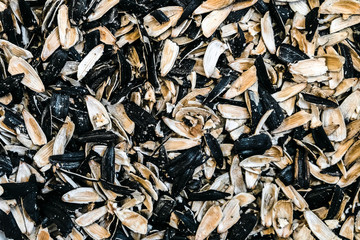 Rind of roasted sunflower seeds. Sunflower seed husks.