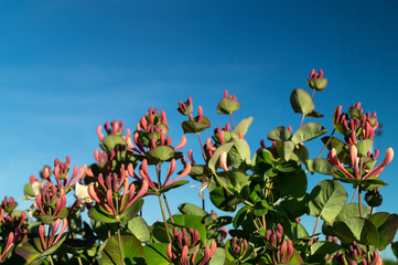 Honeysuckle blossom in garden by springtime