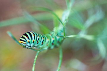 Beautiful colorful caterpillar on a leaf