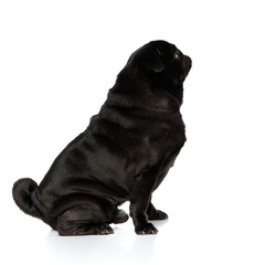 Side view of brave pug confidently looking forward