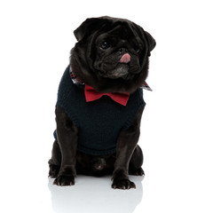 Adorable pug licking his nose and looking around