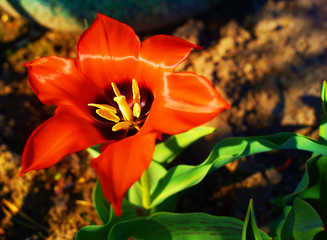 Orange tulip in spring in the garden.