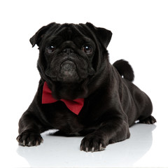 Elegant black pug looking forward with its mouth closed
