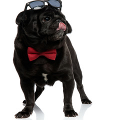 Fototapeta premium Clumsy pug looking to the side and licking his nose