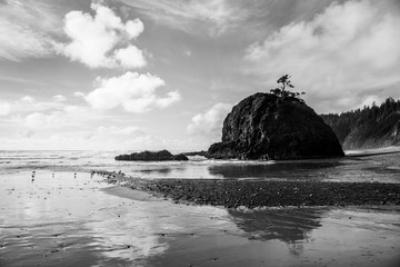 Dramatic black and white seascape with rock formation and gnarled trees reflected in a wet, sandy beach - Short Beach on the Oregon coast