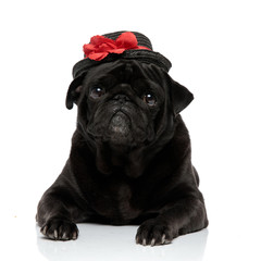 Adorable pug looking to the camera with its mouth closed