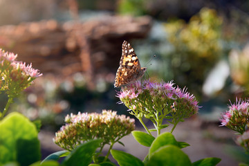 Beautiful colored butterfly Painted Lady, Vanessa cardui, Cynthia cardui.