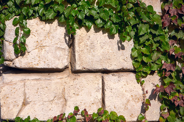 Ivy-aged brick a wall