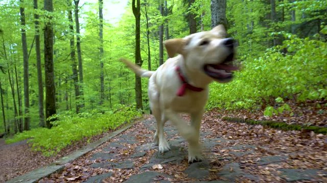 Dog of breed Labrador Retriever walking through forest. Steadicam gimbal shot. Brown blonde dog puppy runs in the mountain forest. A big puppy plays with wooden stick. Bring the wooden stick back. 