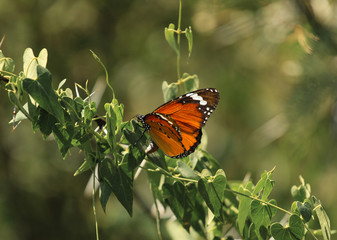 Danaus chrysippus, also known as the plain tiger, African queen, or African Monarch