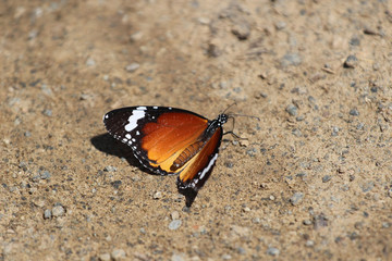 Danaus chrysippus, also known as the plain tiger, African queen, or African Monarch, sitting on the ground