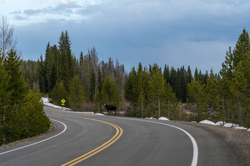 Fototapeta na wymiar Moose on Trail Ridge Road