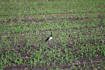 Der Kiebitz auf dem Feld