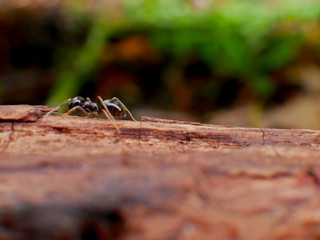 Black Ants In France Forest