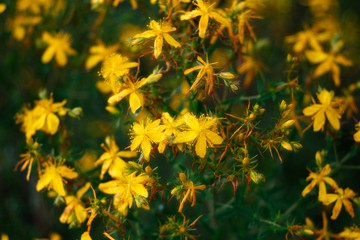 primavera di fiori e colori