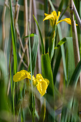 Schwertlilie gelb Blüten und Blätter