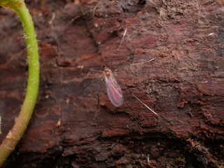 Red mosquito isolated in the wood