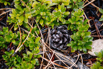 Pinecone and grass dew
