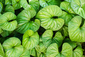 Green round leaves of wild violets. Green background. Close-up of cottage garden plants