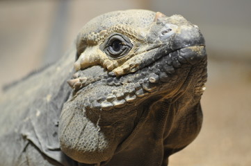 Nashornleguan