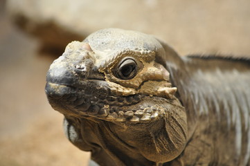 Nashornleguan