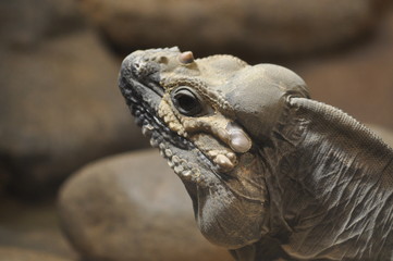 Nashornleguan