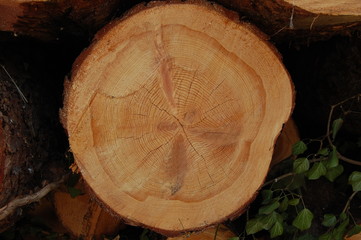 Holzstamm