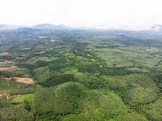 Fototapeta na wymiar Aerial view in the forest