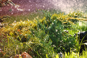 Green ornamental plants in the garden under summer raindrops